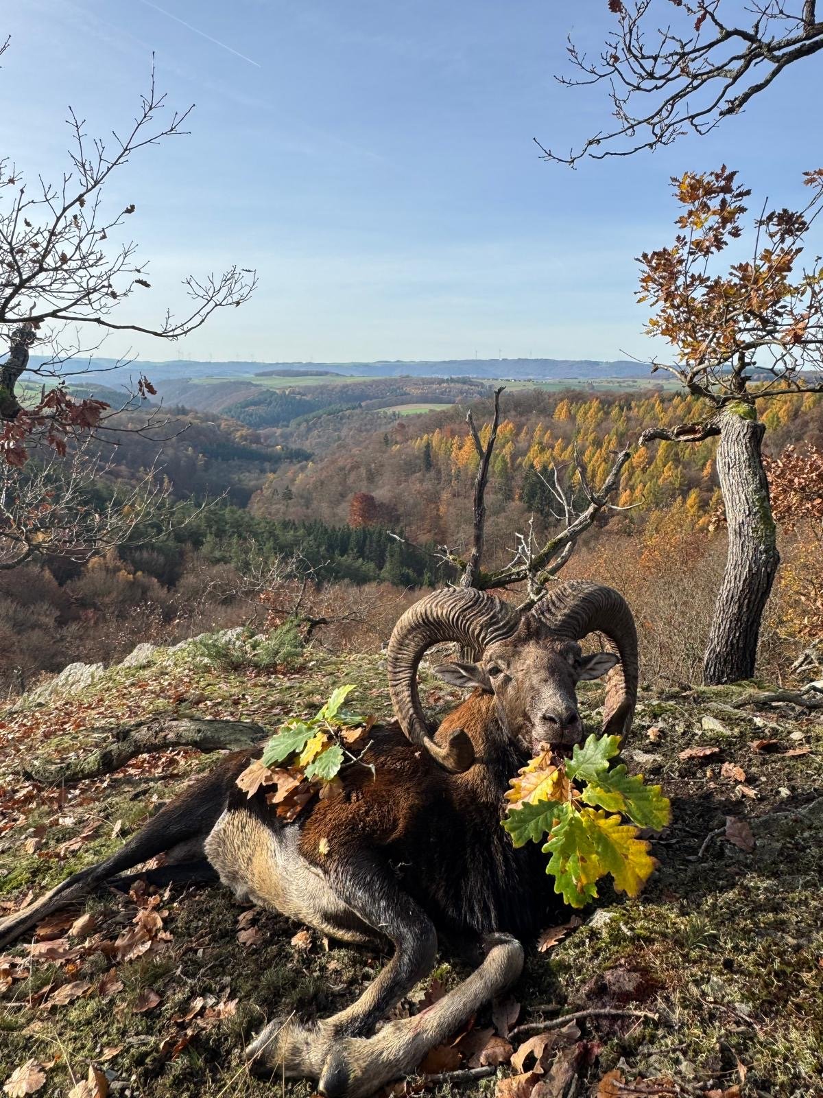 Muffelwidder im Herbstwald