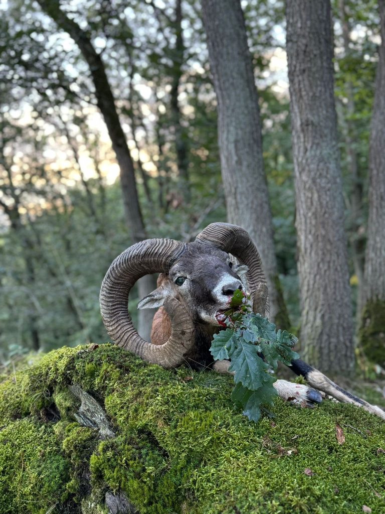Muffelwidder auf moosigem Waldboden