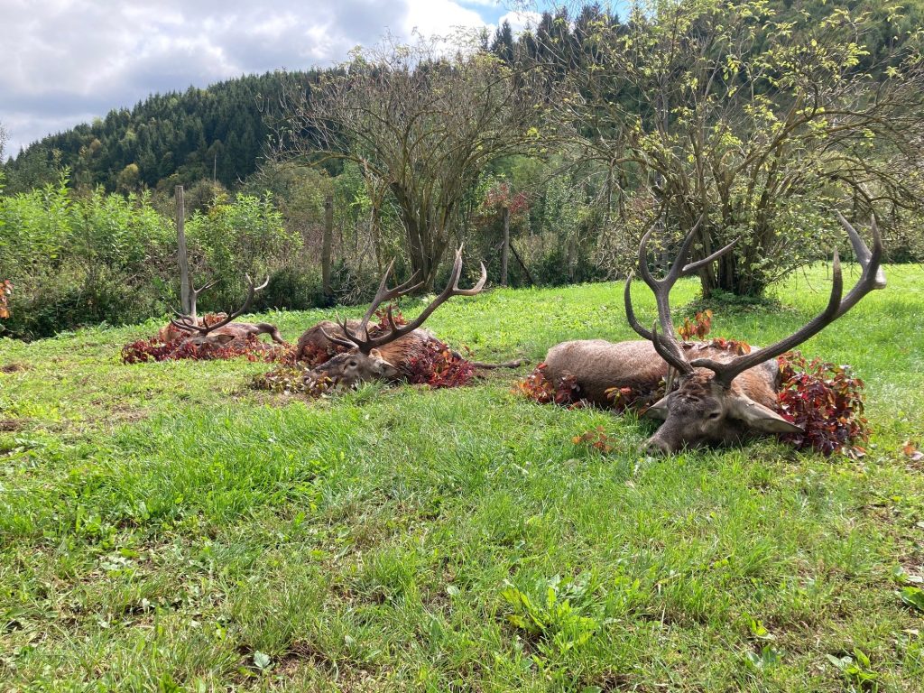 Zwei erlegte Rothirsche auf einer Wiese vor dem Wald