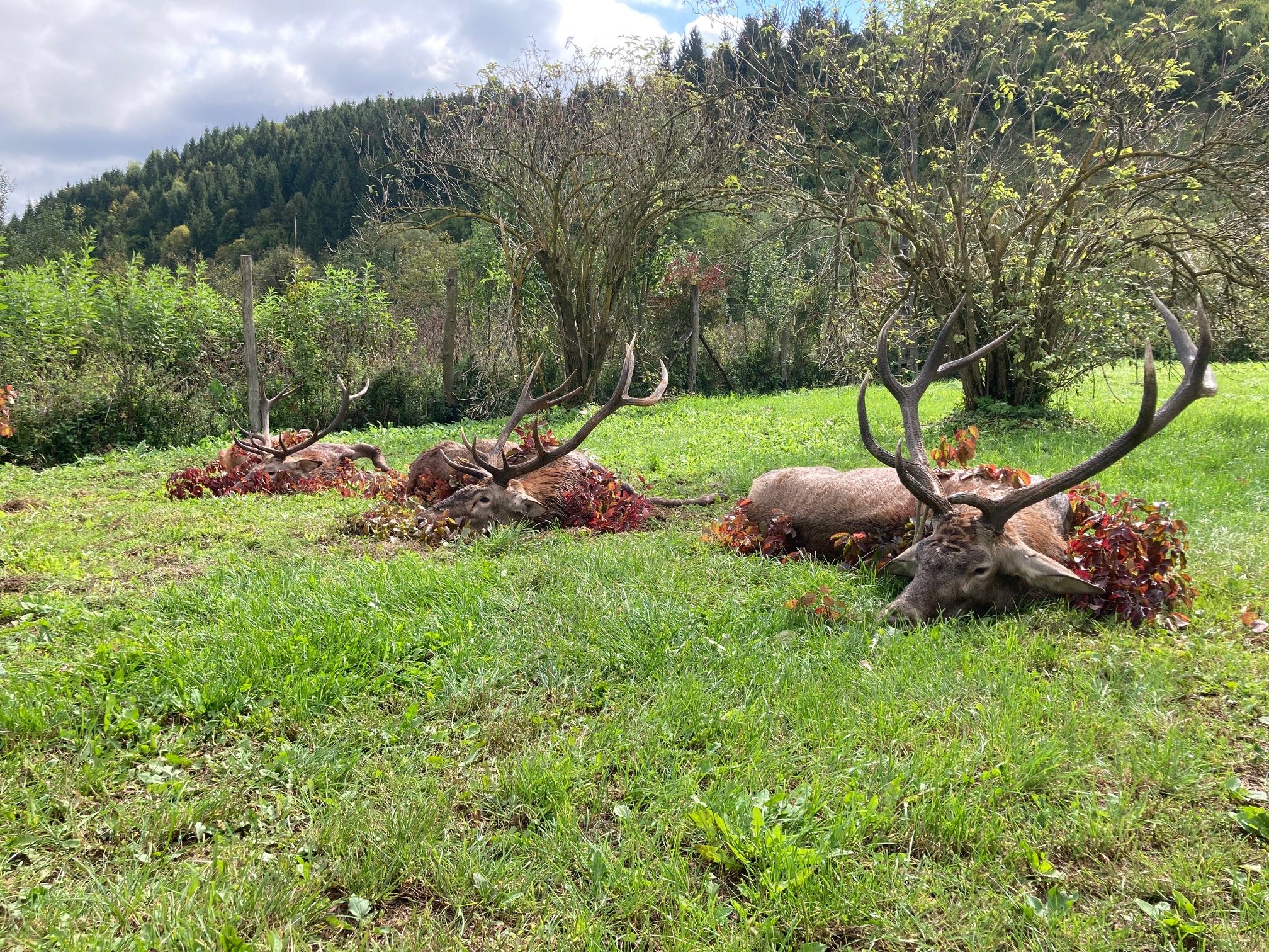 Zwei erlegte Rothirsche auf einer Wiese vor dem Wald