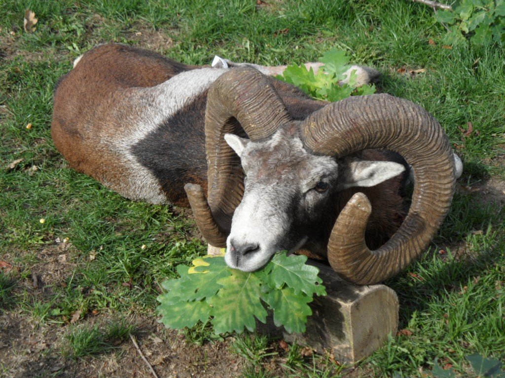 Erlegter Muffelwidder mit Eichenbruch