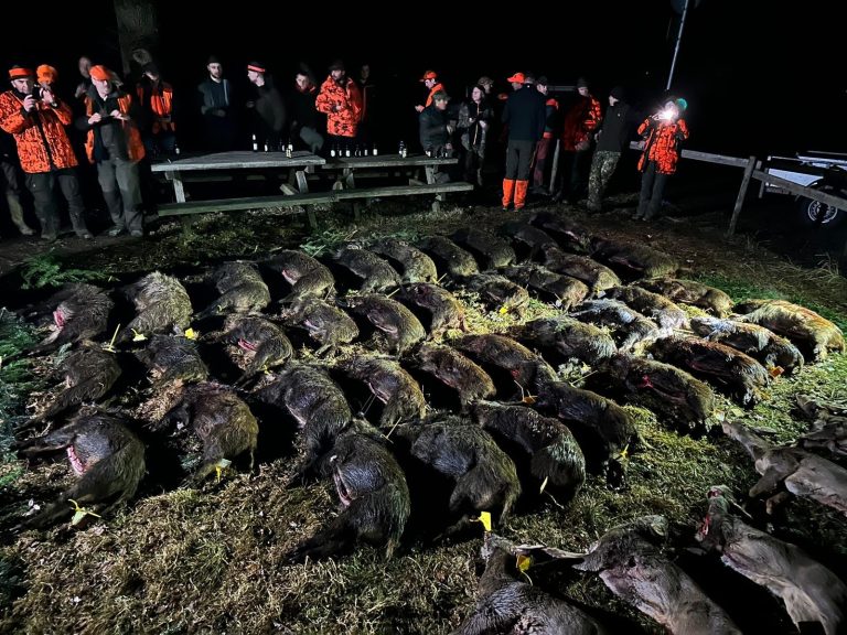 Streckenlegen bei Nacht mit Schwarzwild
