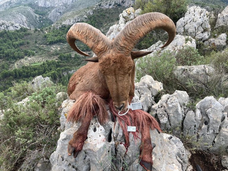 Erlegtes Mähnenschaf auf einem Kalkfelsen