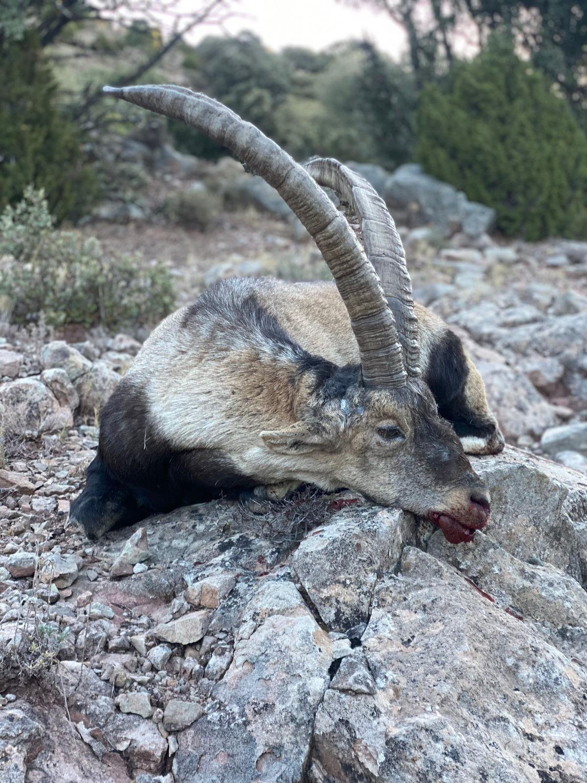 Erlegter Iberiensteinbock im Geröll