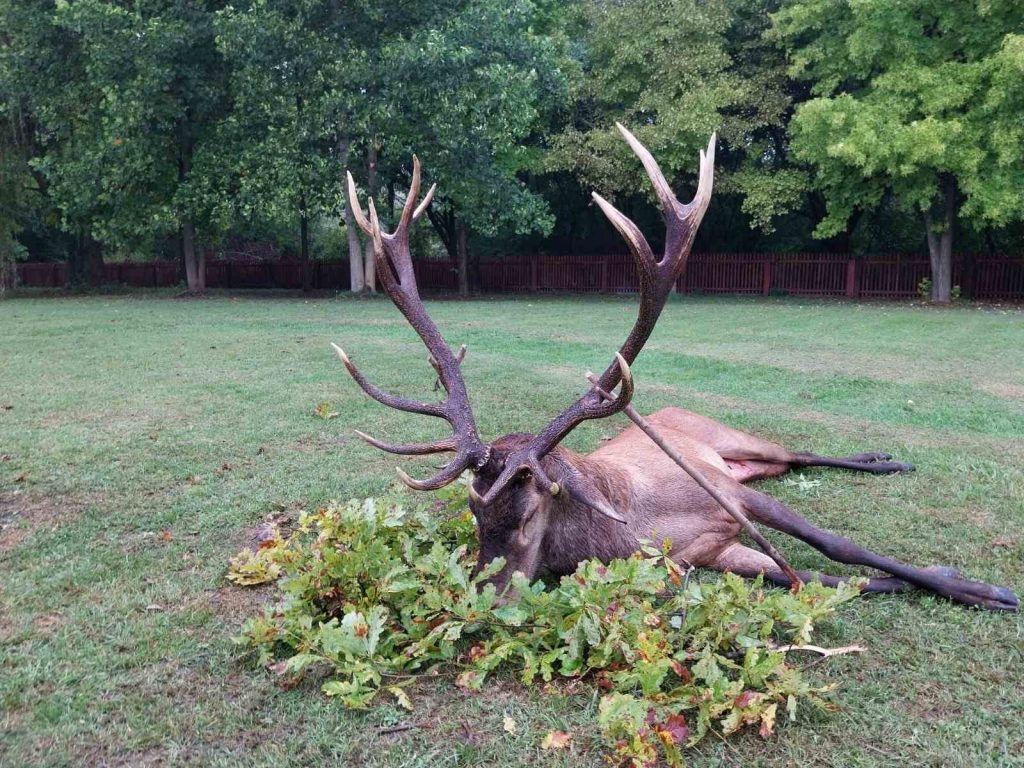 Erlegter Rothirsch auf einer Wiese vor dem Wald