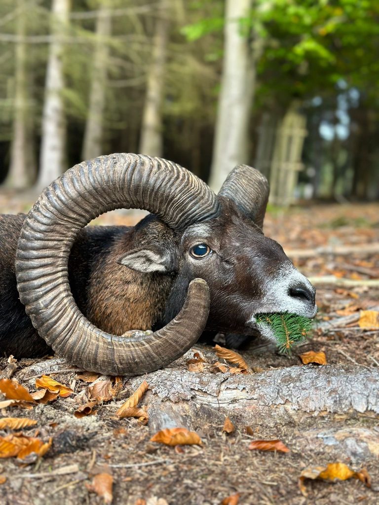 Erlegter Muffelwidder auf Herbstlaub