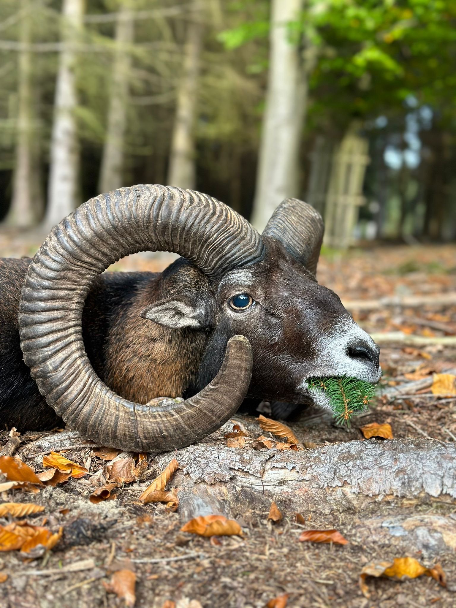 Erlegter Muffelwidder auf Herbstlaub