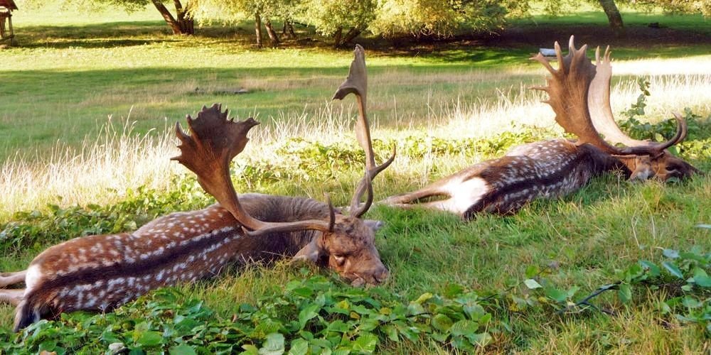 Zwei erlegte Damschaufler auf einer Wiese
