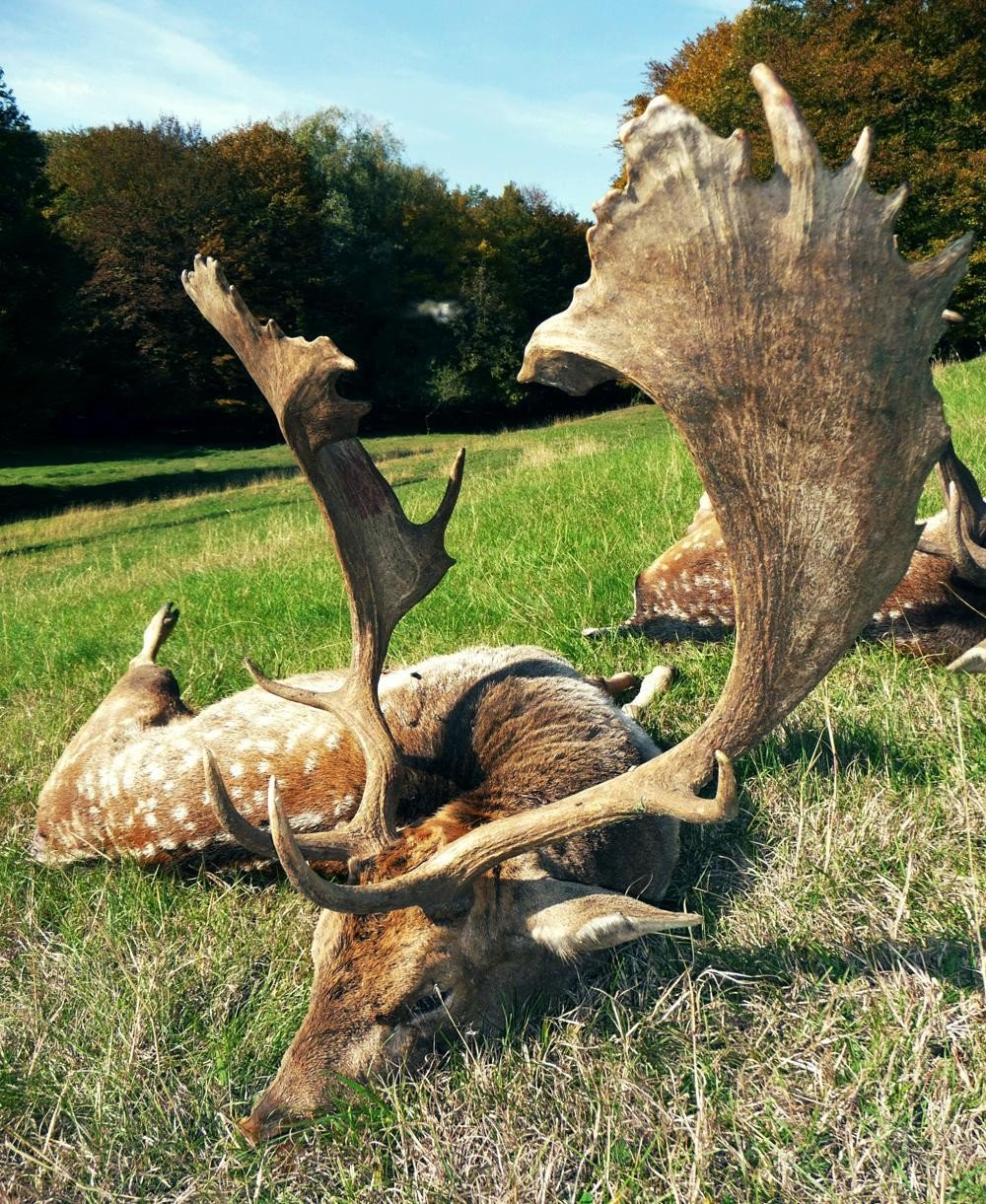 Erlegter Damschaufler auf einer Wiese