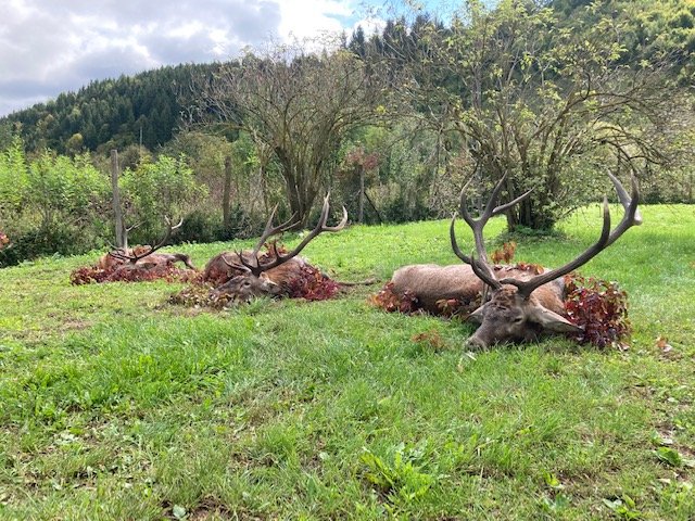Zwei erlegte Rothirsche auf einer Wiese am Waldrand