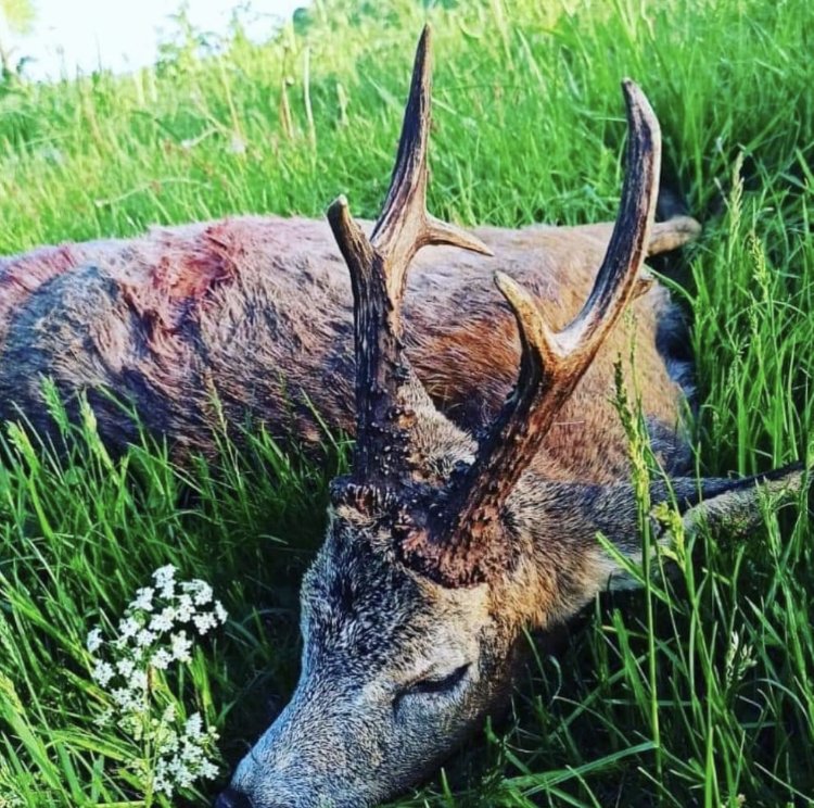 Erlegter Rehbock im Gras mit Blüten