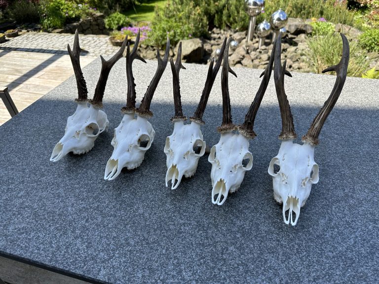 Fünf Rehbock-Trophäen auf einem Tisch