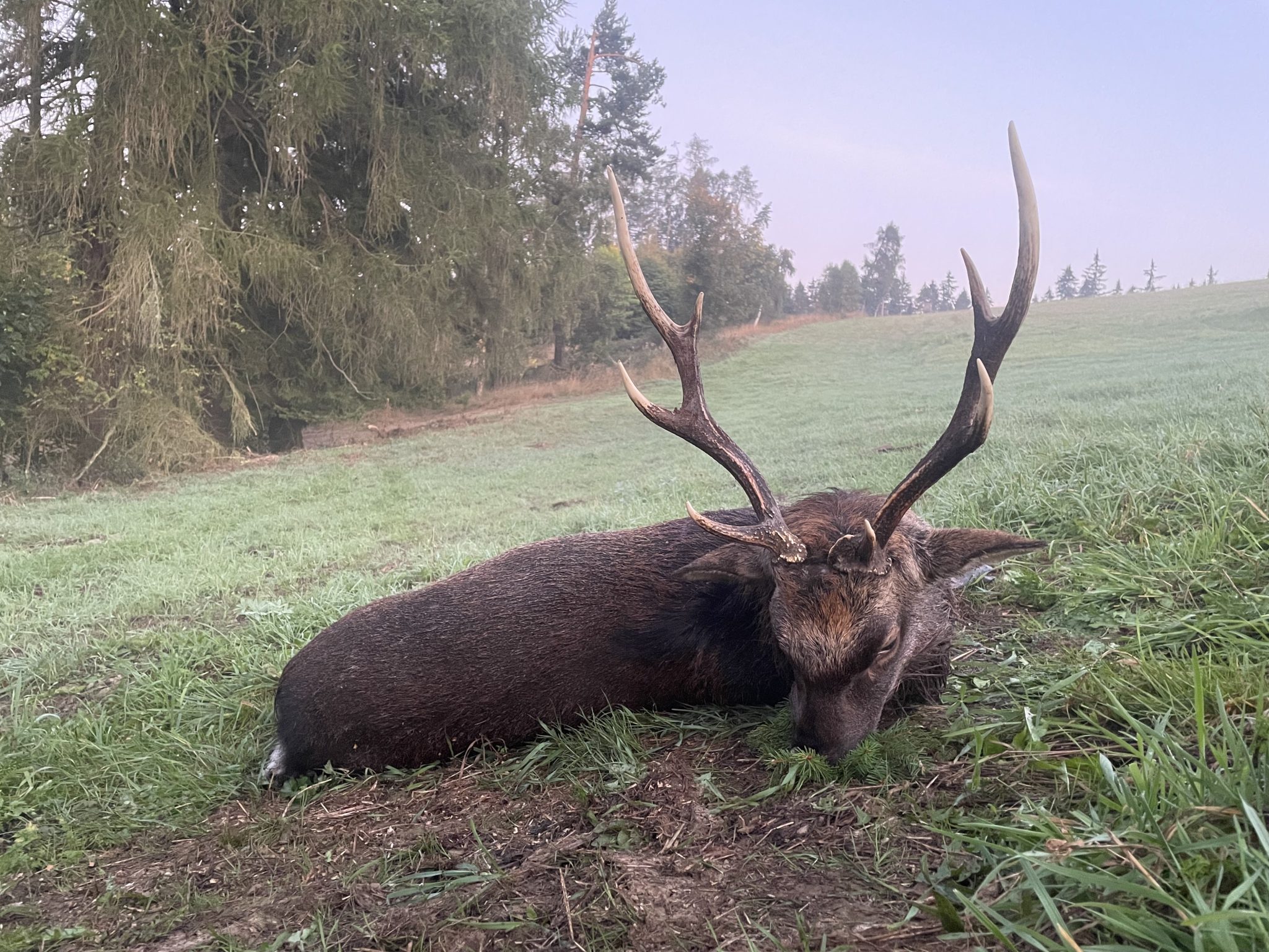 Erlegter Sikahirsch auf einer Wiese