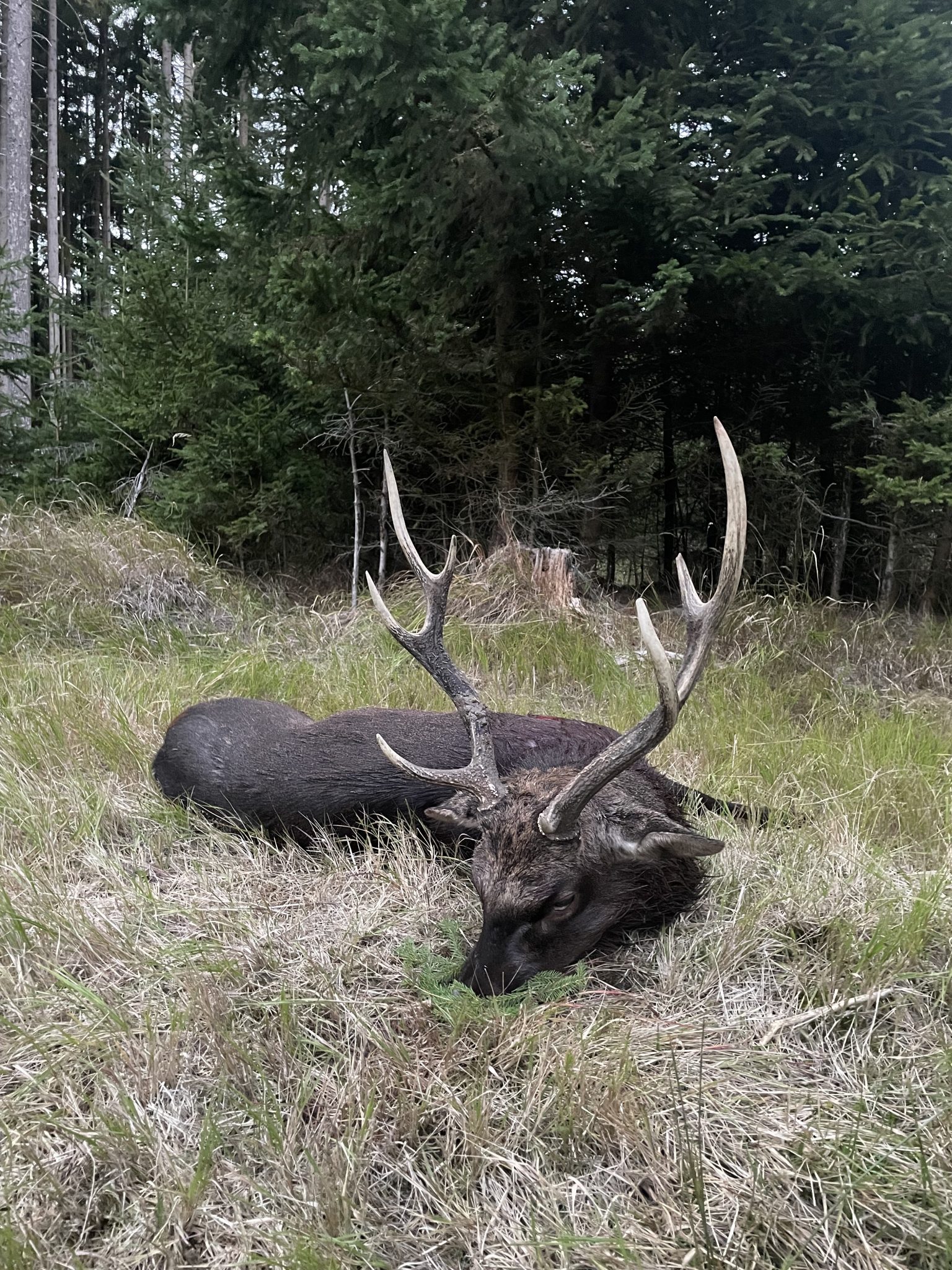Erlegter Sikahirsch im Gras