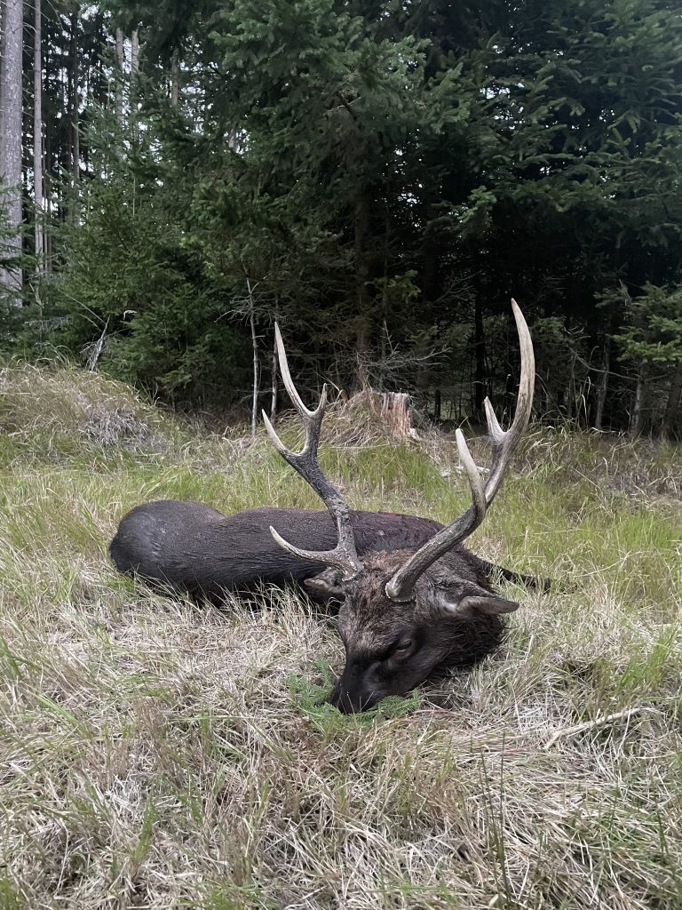 Erlegter Sikahirsch im Gras