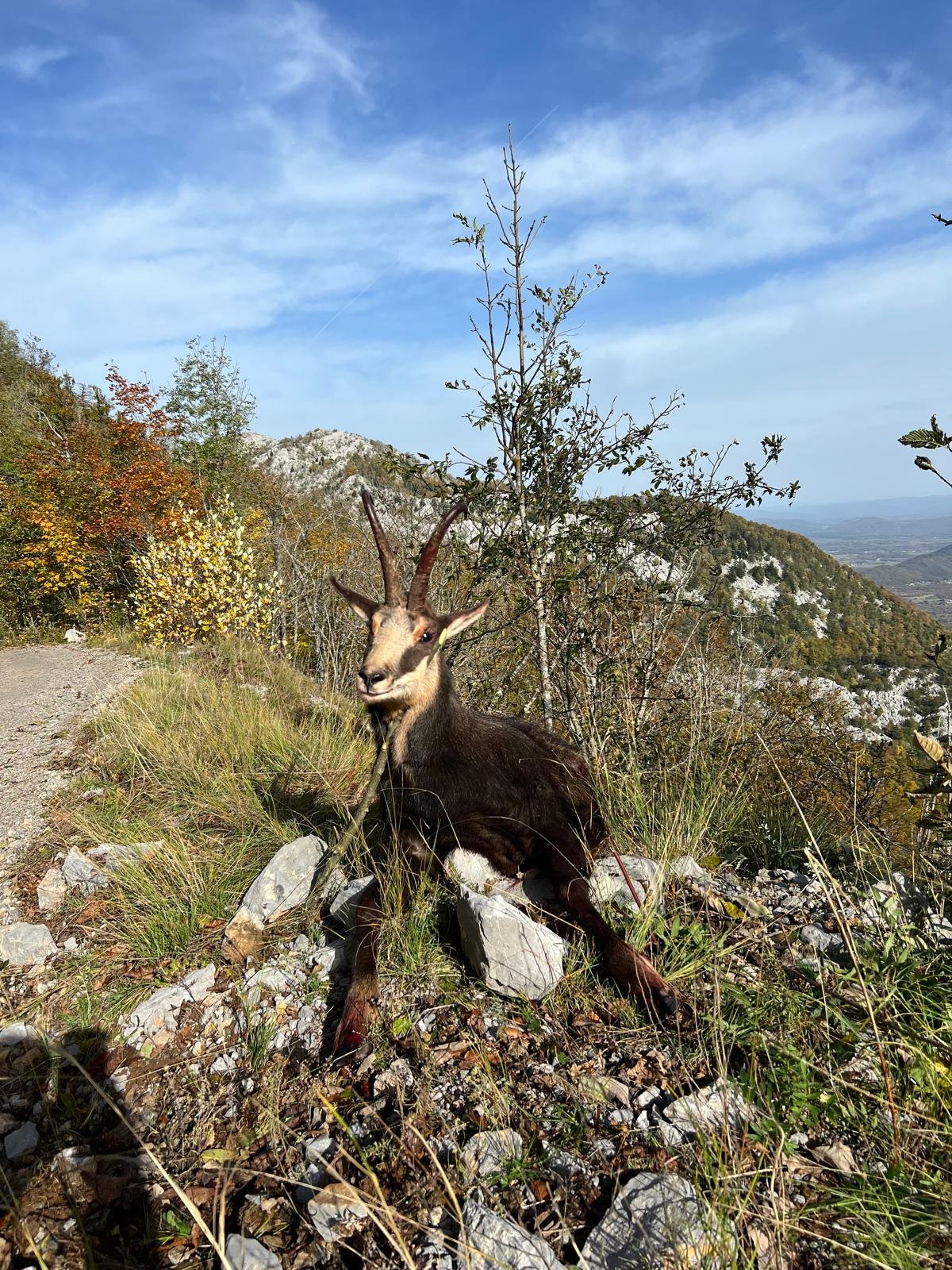 Gams im Felsgelände