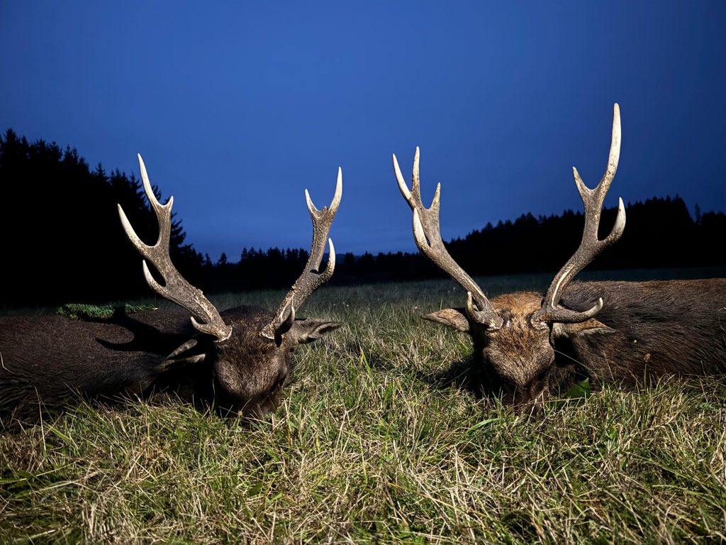 Zwei erlegte Hirsche in der Abenddämmerung